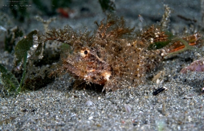 Philippines 2023 - Anilao - DSC07097 Ambon scorpionfish  Poisson Scorpion dAmbon  Pteroidichthys amboinensis